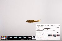 Notropis heterolepis image