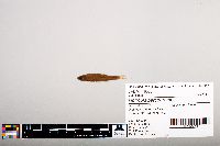 Image of Notropis percobromus