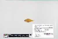 Lepomis humilis image