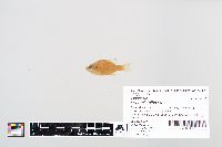 Lepomis gibbosus image