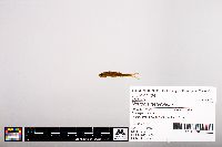 Notropis heterolepis image