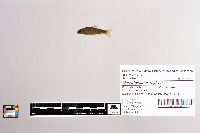 Oncorhynchus mykiss image