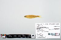 Notropis atherinoides image