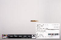 Notropis heterolepis image