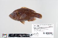 Lepomis gulosus image