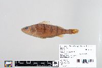 Perca flavescens image