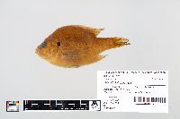 Lepomis gibbosus image