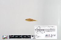 Perca flavescens image