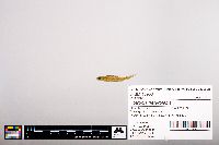 Notropis heterolepis image