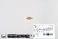 Lepomis macrochirus image