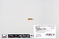 Lepomis macrochirus image