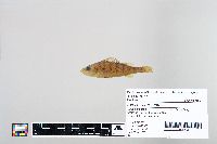 Perca flavescens image