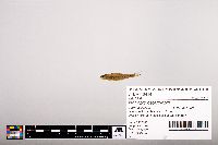 Notropis heterolepis image