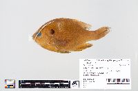 Lepomis macrochirus image