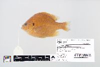 Lepomis gibbosus image