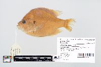 Lepomis gibbosus image