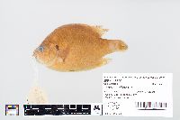 Lepomis gibbosus image