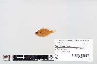 Lepomis gibbosus image