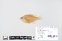 Lepomis macrochirus image