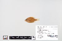 Lepomis macrochirus image