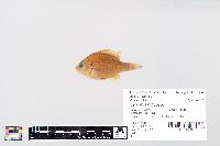 Lepomis gibbosus image