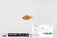 Lepomis macrochirus image