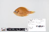 Lepomis macrochirus image