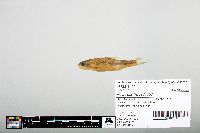 Notropis hudsonius image