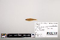 Notropis percobromus image