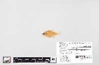 Lepomis macrochirus image