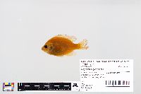 Lepomis gibbosus image