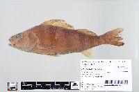 Perca flavescens image