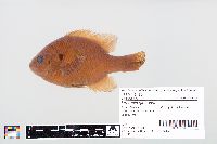 Lepomis gibbosus image