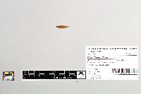 Gambusia affinis image