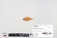 Lepomis macrochirus image