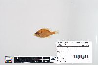 Lepomis humilis image