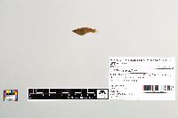 Gambusia affinis image