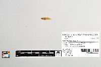 Gambusia affinis image