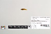 Gambusia affinis image