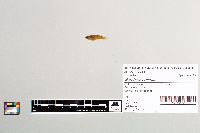 Gambusia affinis image