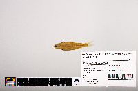 Notropis hudsonius image