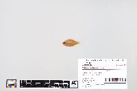 Lepomis macrochirus image