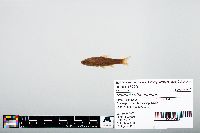 Notropis atherinoides image