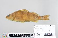 Perca flavescens image