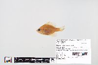 Lepomis macrochirus image