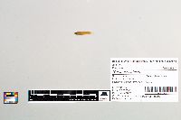 Gambusia affinis image