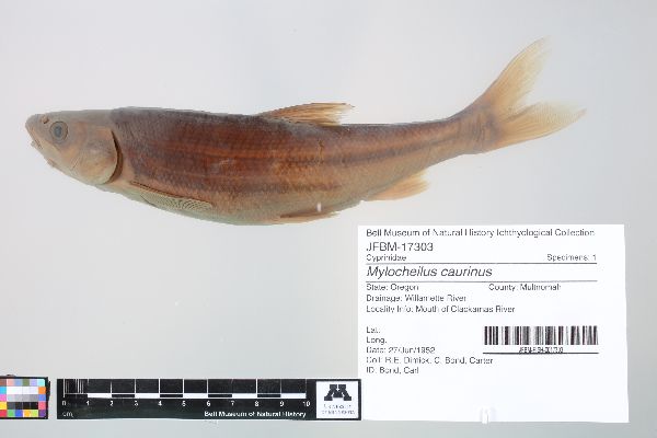 Mylocheilus caurinus image