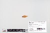 Lepomis macrochirus image