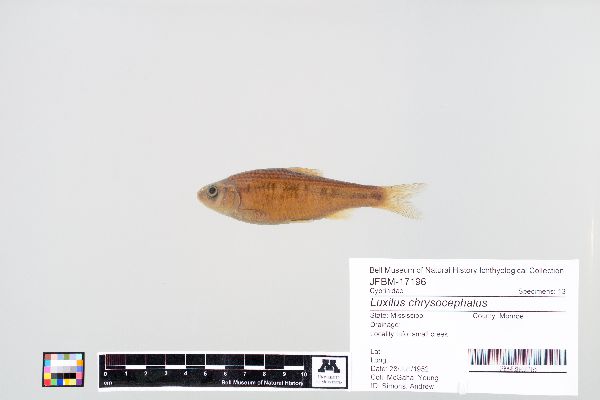 Luxilus chrysocephalus image