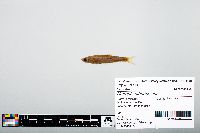 Notropis atherinoides image